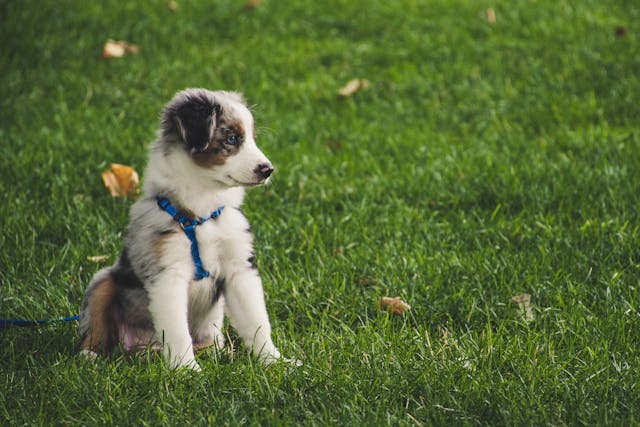 a dog sitting on a lawn